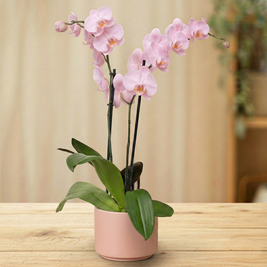 Une orchidée